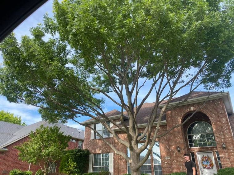 Tree disease symptoms in North Texas