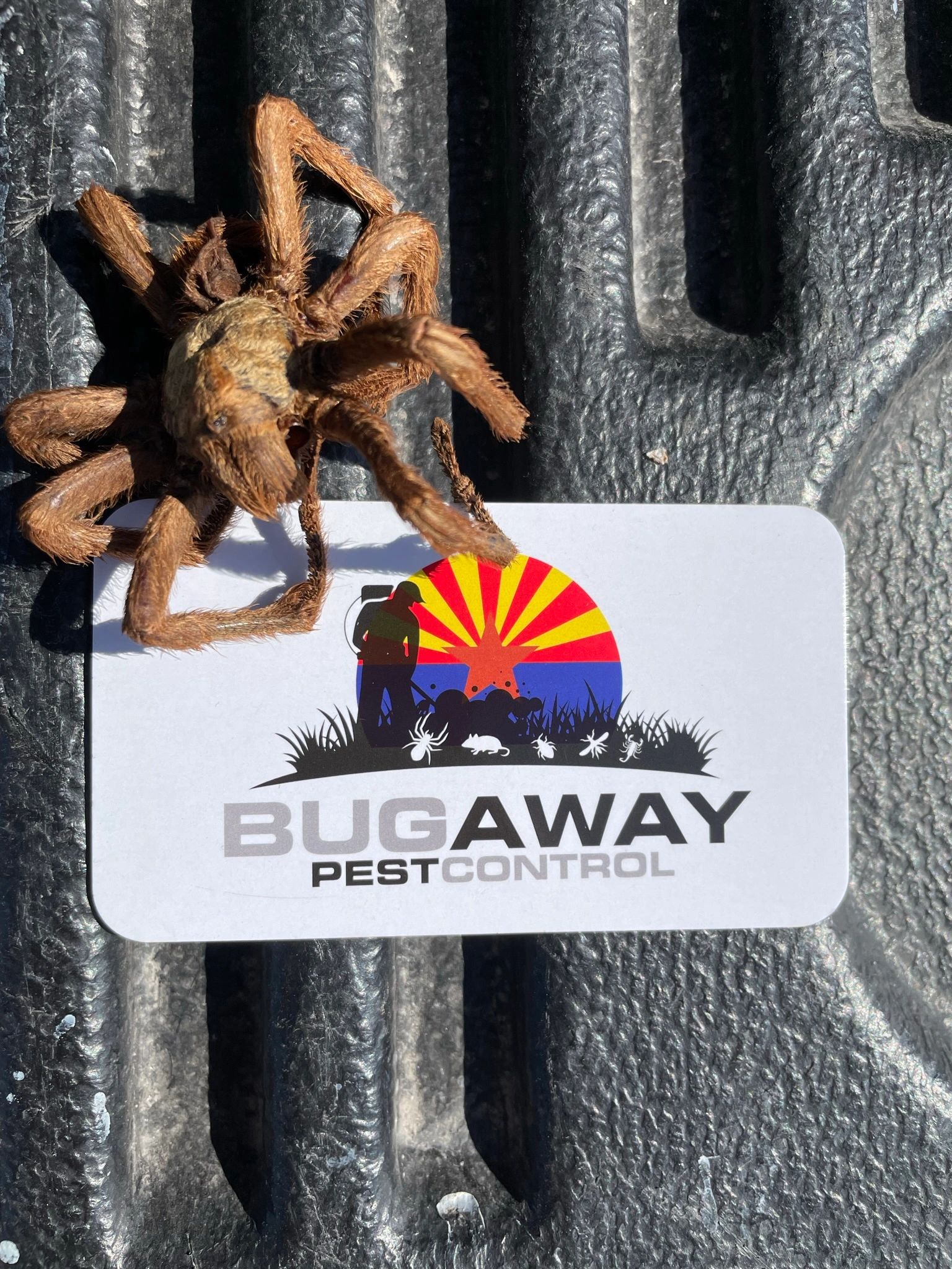 Pest Control Bug Away Pest Control