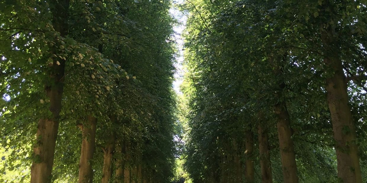 A sunlit pathway lined with tall, lush green trees.