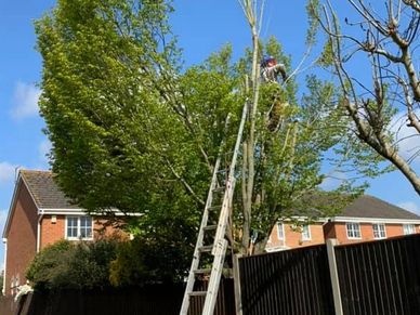 Tree Pruning in Sutton Coldfield by ABE Garden Services 