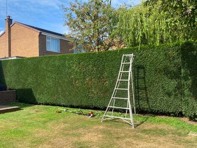Hedge trimming in Sutton Coldfield by ABE Garden Services 
