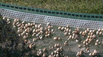 Snail netting with electric fence attached for snail farming on an Irish snail farm 