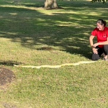 Woman smiles at a long snake on the grass in a park.