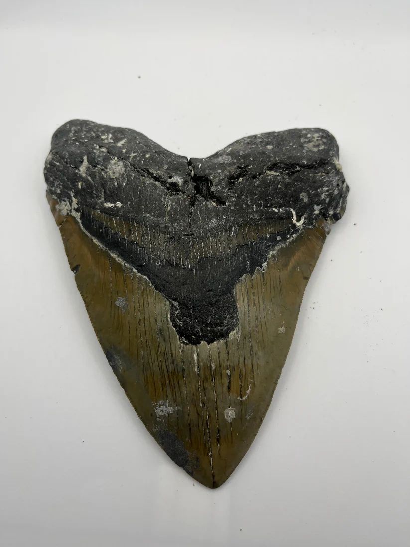 shark tooth