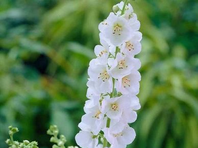 Perennial plant- Verbascum ‘Flush of White’