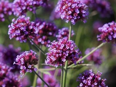 Perennial plant- Verbena B. ‘Meteor Shower’