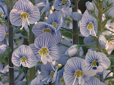 Perennial plant- Veronica ‘Gentianoides’