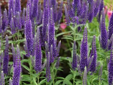 Perennial plant- Veronica ‘Inspire Blue’