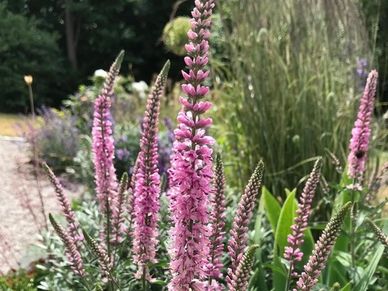 Perennial plant- Veronica ‘Inspire Pink’