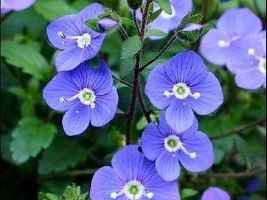 Perennial plant- Veronica ’Oxford Blue’