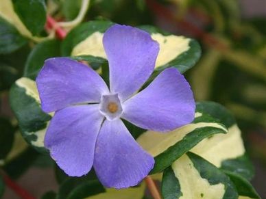 Perennial plant- Vinca ‘Wojo’s Gem’