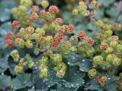 Perennial plant- Alchemilla ‘Erythropoda’