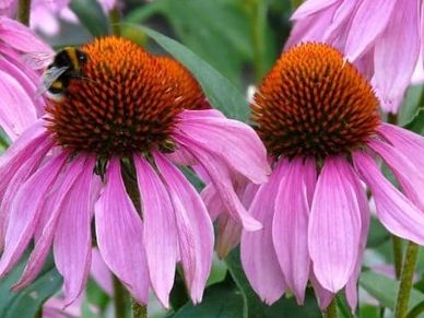 Perennial plant- Echinacea ‘Purpurea’