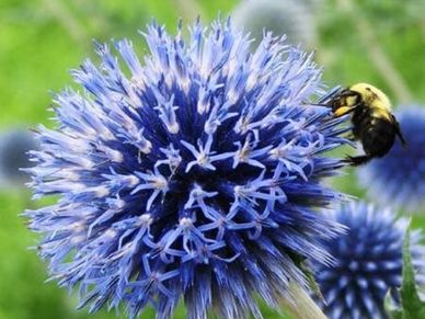 Perennial plant- Echinops ‘Blue Globe’