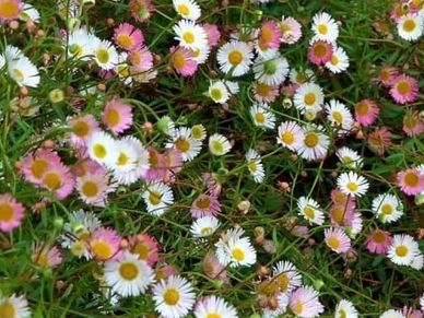 Perennial plant- Erigeron ‘Sea of Blossom’