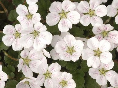 Perennial plant- Erodium ‘Album’