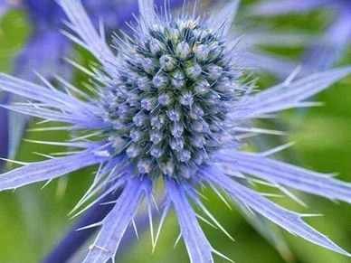 Perennial plant- Eryngium ‘Blue Cap’