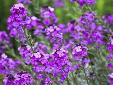 Perennial plant- Erysimum ‘Bowles Mauve’