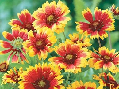 Perennial plant- Gaillardia ‘Goblin’