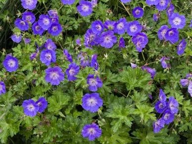 Perennial plant- Geranium ‘Cranesbill’