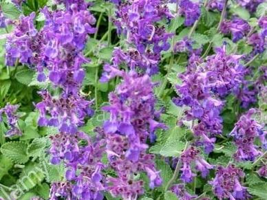 Perennial plant- Nepeta ‘Mussinii’