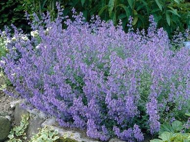 Perennial plant- Nepeta 'Purrsian Blue'