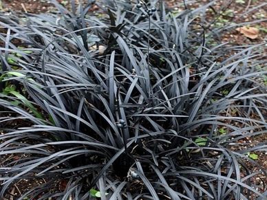 Perennial plant- Ophiopogon ‘Nigrescens’