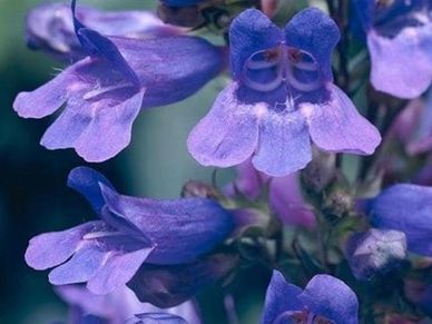 Perennial plant- Penstemon ‘Heavenly Blue’ 