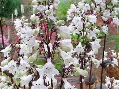 Perennial plant- Penstemon ‘Husker Red’