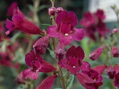 Perennial plant- Penstemon ‘Purple Bedder’