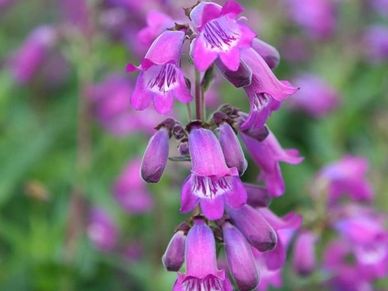 Perennial plant- Penstemon ‘Sour Grapes’