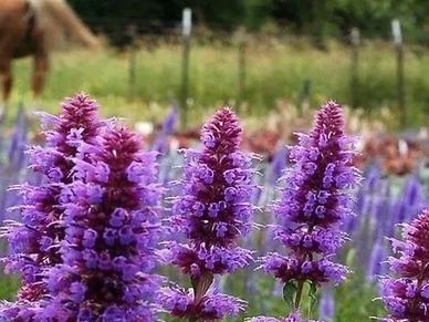 Perennial plant- Agastache ‘Blue Boa’