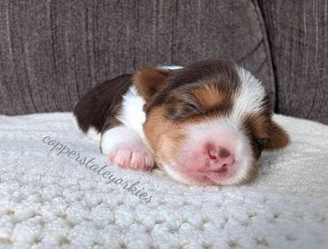 A tiny, sleeping puppy resting on a soft white blanket.