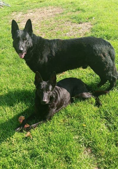 solid black German Shepherd dogs