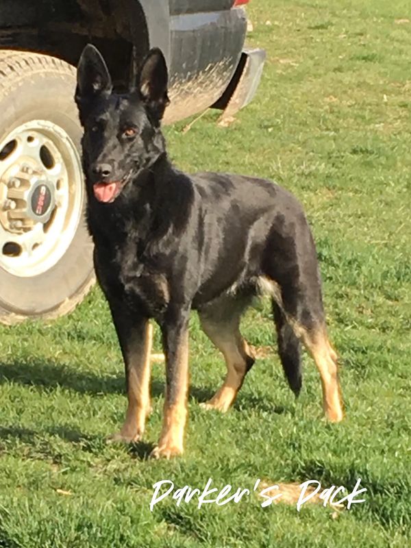 Black German Shepherd with tan markings.  Parker's Pack German Shepherd breeder.