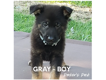 German shepherd puppy for sale. Parkers Pack German Shepherd puppies Tika and Galen 2021 litter.