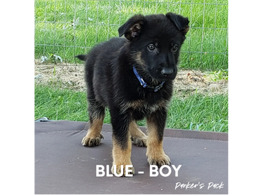 German shepherd puppy for sale. Parkers Pack German Shepherd puppies Tika and Galen 2021 litter.