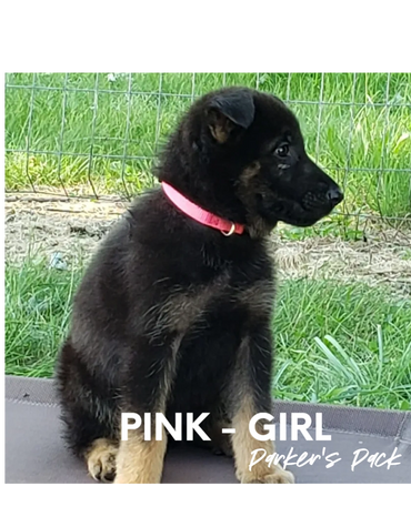 German shepherd puppy for sale. Parkers Pack German Shepherd puppies Tika and Galen 2021 litter.