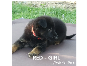 German shepherd puppy for sale. Parkers Pack German Shepherd puppies Tika and Galen 2021 litter.