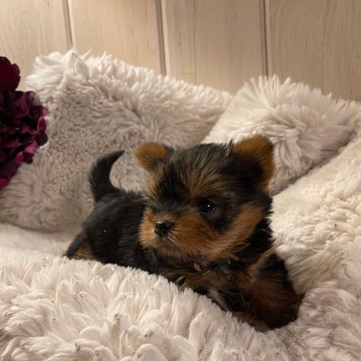a cute Yorki puppy on a white blanket 