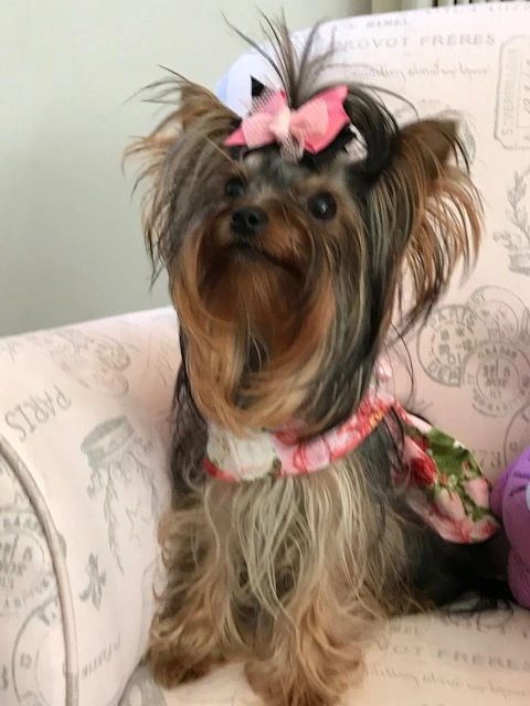 small terrier puppies for sale