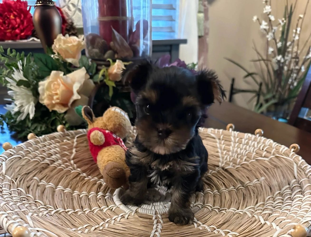 Baby Traditional Yorkshire Terrier puppy