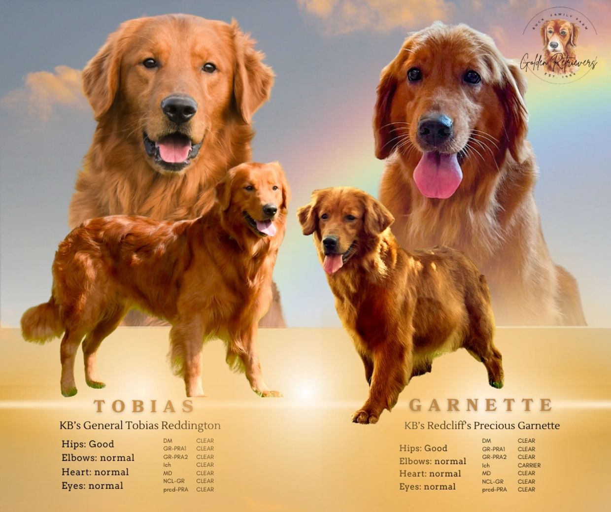 Two Golden Retrievers with health clearances named Tobias and Garnette.