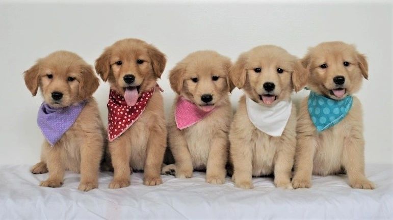 Golden Retriever Puppies - Buck Family Farm