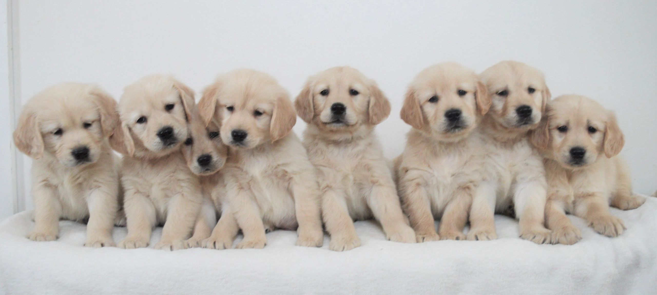 Golden Retriever Puppies Buck Family Farm