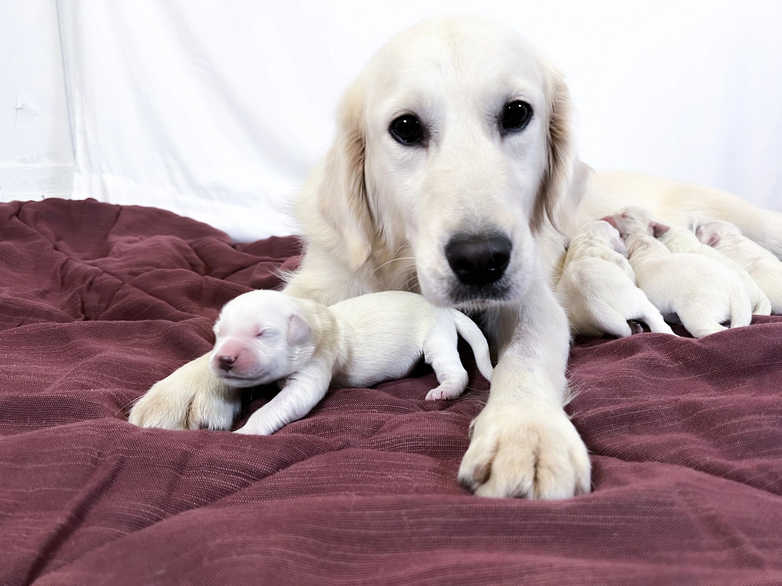 Golden Retriever Puppies - Buck Family Farm