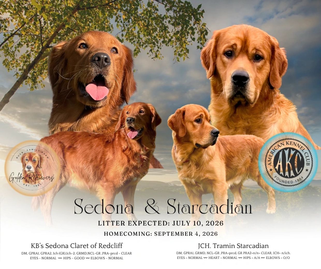 Golden Retriever litter announcement for July 2026.
