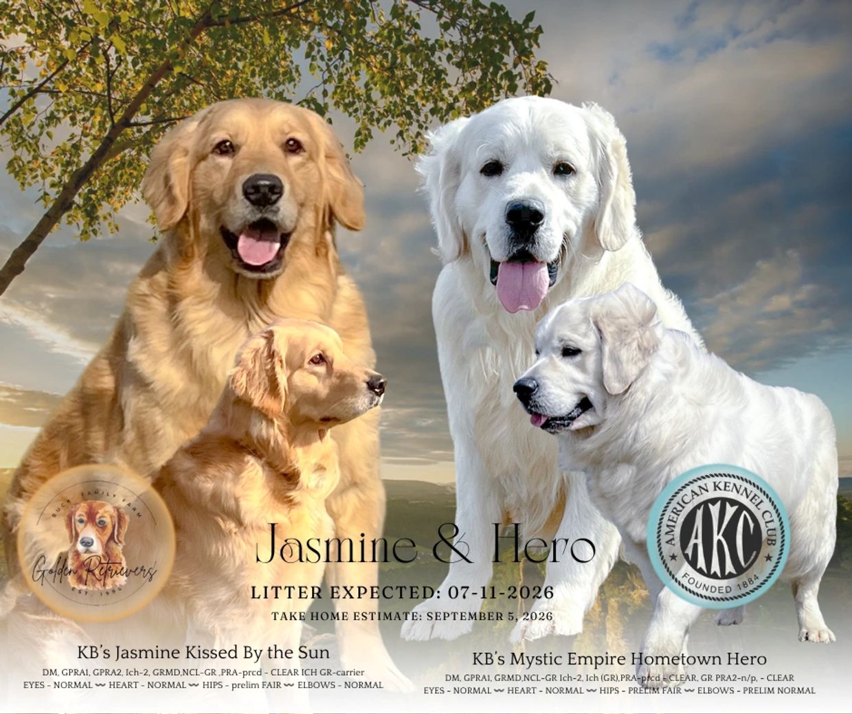 Golden Retrievers Jasmine and Hero with litter announcement.