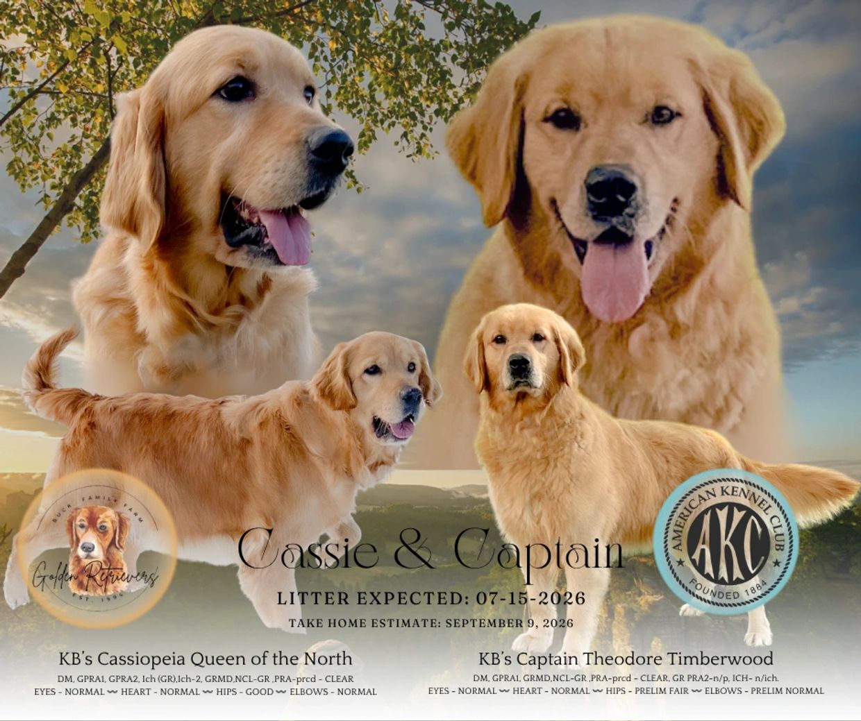Golden Retrievers Cassie and Captain with litter announcement.