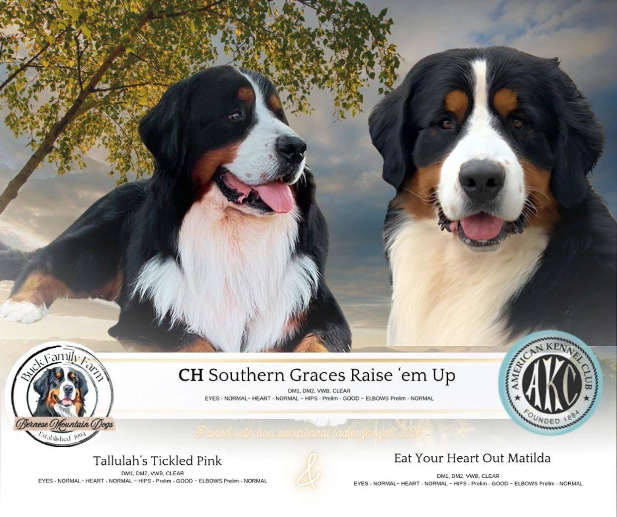 Two Bernese Mountain Dogs with pedigree and health details.